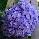 20 PCS Seeds Hydrangea Seeds Bright Purple Flowers 20 PCS Seeds Hydrangea Seeds Bright Purple Flowers