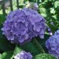 20 PCS Seeds Hydrangea Seeds Bright Purple Flowers
