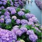 20 PCS Seeds Hydrangea Seeds Bright Purple Flowers