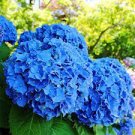 50 PCS Seeds Hydrangea Seeds Dark Blue Ball Type Flowers 50 PCS Seeds Hydrangea Seeds Dark Blue Ball Type Flowers