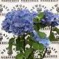 50 PCS Seeds Hydrangea Seeds Dark Blue Ball Type Flowers