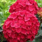 10 PCS Seeds Hydrangea Seeds Perennial Flower 10 PCS Seeds Hydrangea Seeds Perennial Flower