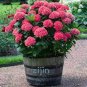 10 PCS Seeds Hydrangea Seeds Perennial Flower
