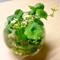 100 PCS Seeds Hydrocotyle Vulgaris