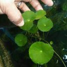 100 PCS Seeds Hydrocotyle Vulgaris