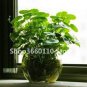 30 PCS Seeds Hydrocotyle Vulgaris Aquatic Plants Money Grass Coins Grass Bonsai
