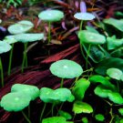 100 PCS Seeds Hydrocotyle Vulgaris Potted Hydroponics Flower Aquarium Plants