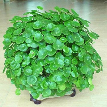 100 PCS Seeds Hydroponics Flower Aquarium Grass Plants Penny Grass Bonsai
