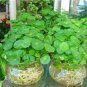 100 PCS Seeds Hydroponics Flower Aquarium Grass Plants Penny Grass Bonsai