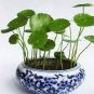 100 PCS Seeds Hydroponics Flower Aquarium Grass Plants Penny Grass Bonsai