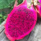 15 PCS Seeds Hylocereus Undatus Red Dragon Fruit