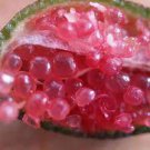 20 PCS Seeds Ice Pink Finger Fruit Lime 20 PCS Seeds Ice Pink Finger Fruit Lime