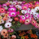 20 PCS Seeds Ice Plant Mesembryanthemum Daisy Mixed