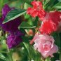 35 PCS Seeds Impatiens Balsam Garden Balsamina Touch Me Not Flower
