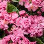 35 PCS Seeds Impatiens Balsam Garden Balsamina Touch Me Not Flower