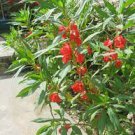 100 PCS Seeds Impatiens Balsamina Red Garden Balsam