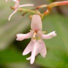 50 PCS Seeds Impatiens Bequaertii Seeds Beautify Dancing Girl Orchid Flower