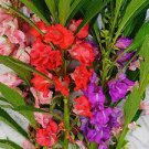 20 PCS Seeds Impatiens Mixed Rosebud Blooms Flower 20 PCS Seeds Impatiens Mixed Rosebud Blooms Flower
