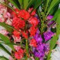 20 PCS Seeds Impatiens Mixed Rosebud Blooms Flower