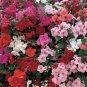 20 PCS Seeds Impatiens Mixed Rosebud Blooms Flower
