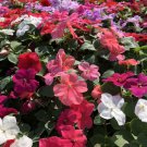 20 PCS Seeds Impatiens Walleriana Tempo Wedgewood