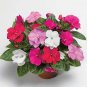 20 PCS Seeds Impatiens Walleriana Tempo Wedgewood