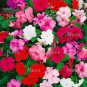 20 PCS Seeds Impatiens Walleriana Tempo Wedgewood