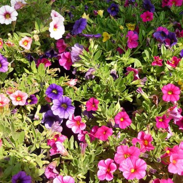 200 PCS Seeds Imported Beautiful Hanging Bonsai Petunia