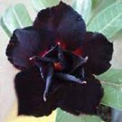 2 PCS Seeds Imported 'Black Swan' Adenium Desert rose 2 PCS Seeds Imported 'Black Swan' Adenium Desert rose