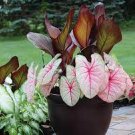 200 PCS Seeds Imported Caladium Plant Outdoor & Indoor Perennial Flowers