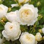 50 PCS Seeds Imported 'Claire Austin' Rare White Shrub Rose Flower