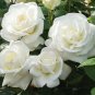 50 PCS Seeds Imported 'Claire Austin' Rare White Shrub Rose Flower