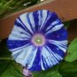 10 PCS Seeds Imported Dark Blue Light Blue Stripe Morning Glory