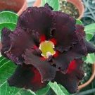 2 PCS Seeds Imported 'Fire Lady' Black Red Desert Rose Adenium 2 PCS Seeds Imported 'Fire Lady' Black Red Desert Rose Adenium