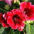 200 PCS Seeds Imported Gloxinia Plant Perennial Sinningia Gloxinia 200 PCS Seeds Imported Gloxinia Plant Perennial Sinningia Gloxinia