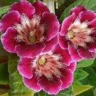 200 PCS Seeds Imported Gloxinia Plant Perennial Sinningia Gloxinia Home Garden