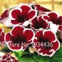 200 PCS Seeds Imported Gloxinia Plant Perennial Sinningia Gloxinia Home Garden