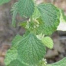 20 PCS Seeds Imported Horehound Seeds, Professional Pack