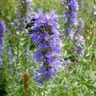 20 PCS Seeds Imported Hyssop Plant Hyssop