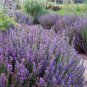 20 PCS Seeds Imported Hyssop Plant Hyssop