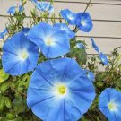 30 PCS Seeds Imported Japan 'Fan' Blue White Morning Glory Hybrid 30 PCS Seeds Imported Japan 'Fan' Blue White Morning Glory Hybrid