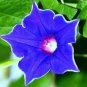 30 PCS Seeds Imported Japan 'Fan' Blue White Morning Glory Hybrid