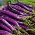 300 PCS Seeds Imported Japanese Early Black Long Eggplant Vegetable 300 PCS Seeds Imported Japanese Early Black Long Eggplant Vegetable