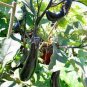 300 PCS Seeds Imported Japanese Early Black Long Eggplant Vegetable