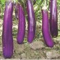 300 PCS Seeds Imported Japanese Early Black Long Eggplant Vegetable