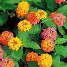 50 PCS Seeds Imported Lantana Camara Plant Five Colors Hydrangea Flower 50 PCS Seeds Imported Lantana Camara Plant Five Colors Hydrangea Flower