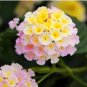 50 PCS Seeds Imported Lantana Camara Plant Five Colors Hydrangea Flower