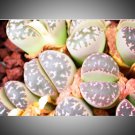 100 PCS Seeds Imported Lithops GE KK 100 PCS Seeds Imported Lithops GE KK