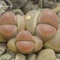100 PCS Seeds Imported Lithops GE KK