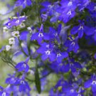 200 PCS Seeds Imported Lobelia Flowers Blooming Covering Flore Outdoor